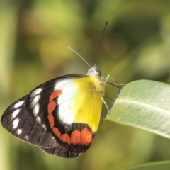 Delias argenthona (Scarlet Jezebel) at Slade Point, QLD - 12 Jul 2020 by Petesteamer