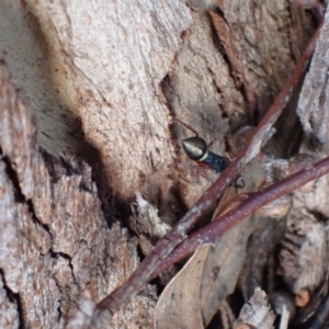 Myrmecia fulvipes at Murrumbateman, NSW - 20 Feb 2024 04:45 PM