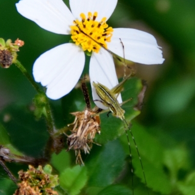 Unidentified Grasshopper, Cricket or Katydid (Orthoptera) at Slade Point, QLD - 22 Jun 2015 by Petesteamer