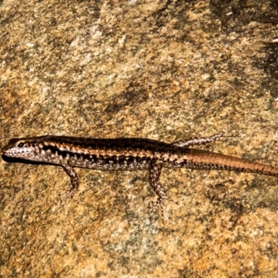 Pseudemoia sp (genus) at Slade Point, QLD - 28 Feb 2023 by Petesteamer