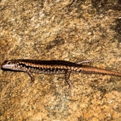 Unidentified Skink at Slade Point, QLD - 27 Feb 2023 by Petesteamer