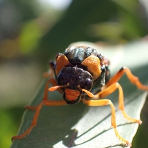 Perga sp. (genus) at Murrumbateman, NSW - 20 Feb 2024