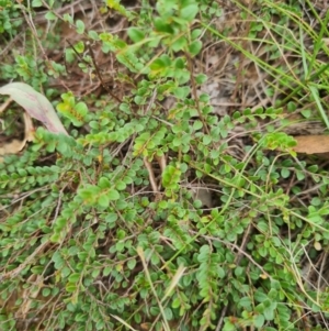 Bossiaea buxifolia at Stirling Park - 20 Feb 2024