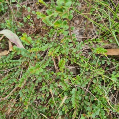 Bossiaea buxifolia (Matted Bossiaea) at Stirling Park - 20 Feb 2024 by WalkYonder