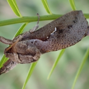 Elhamma australasiae at Murrumbateman, NSW - 20 Feb 2024 04:49 PM