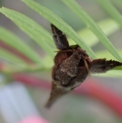 Elhamma australasiae at Murrumbateman, NSW - 20 Feb 2024 04:49 PM