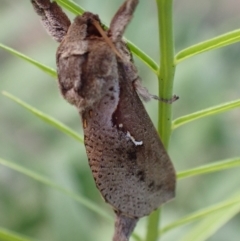 Elhamma australasiae at Murrumbateman, NSW - 20 Feb 2024 04:49 PM