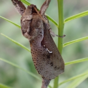 Elhamma australasiae at Murrumbateman, NSW - 20 Feb 2024