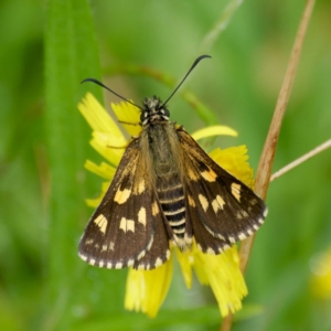 Hesperilla munionga at QPRC LGA - 20 Feb 2024