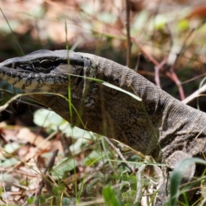 Varanus rosenbergi at Illilanga & Baroona - 19 Feb 2024