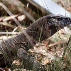 Varanus rosenbergi at Illilanga & Baroona - 19 Feb 2024