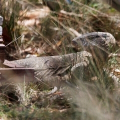 Varanus rosenbergi at Illilanga & Baroona - 19 Feb 2024