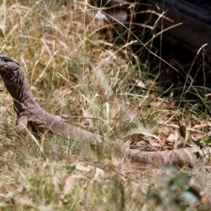 Varanus rosenbergi at Illilanga & Baroona - 19 Feb 2024