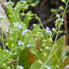 Myosotis laxa subsp. caespitosa (Water Forget-me-not) at Gordon, ACT - 20 Feb 2024 by RodDeb