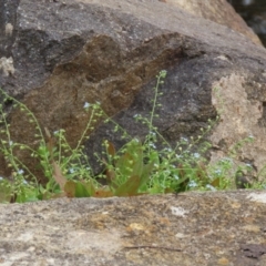 Myosotis laxa subsp. caespitosa at Gordon Pond - 20 Feb 2024 01:05 PM