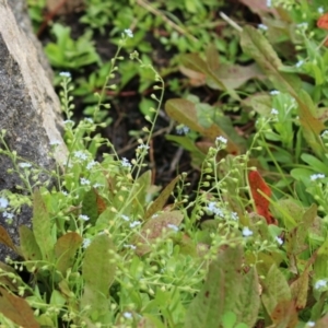 Myosotis laxa subsp. caespitosa at Gordon Pond - 20 Feb 2024