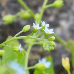 Myosotis laxa subsp. caespitosa at Gordon Pond - 20 Feb 2024