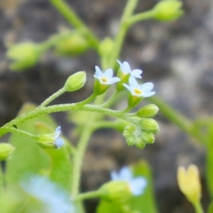 Myosotis laxa subsp. caespitosa at Gordon Pond - 20 Feb 2024