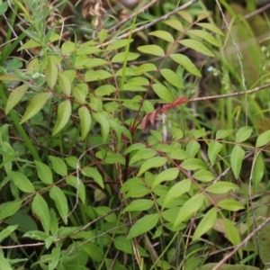 Pistacia chinensis at Gordon Pond - 20 Feb 2024