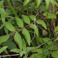 Pistacia chinensis at Gordon Pond - 20 Feb 2024