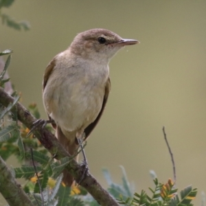 Acrocephalus australis at Gordon Pond - 20 Feb 2024