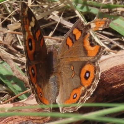 Junonia villida (Meadow Argus) at Gordon, ACT - 20 Feb 2024 by RodDeb