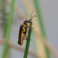 Chauliognathus lugubris (Plague Soldier Beetle) at Gordon Pond - 20 Feb 2024 by RodDeb