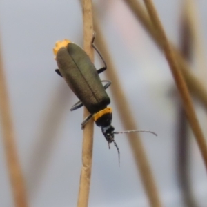 Chauliognathus lugubris at Gordon Pond - 20 Feb 2024