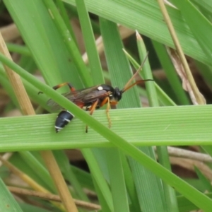 Ichneumon promissorius at Gordon Pond - 20 Feb 2024 12:42 PM