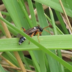 Ichneumon promissorius at Gordon Pond - 20 Feb 2024 12:42 PM