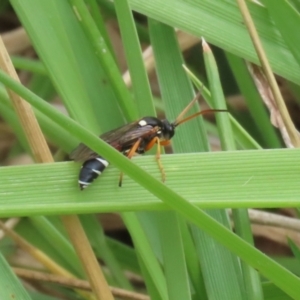 Ichneumon promissorius at Gordon Pond - 20 Feb 2024 12:42 PM