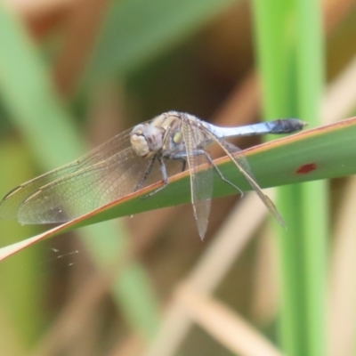 Orthetrum caledonicum (Blue Skimmer) at Gordon, ACT - 20 Feb 2024 by RodDeb