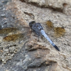 Orthetrum caledonicum at Gordon Pond - 20 Feb 2024