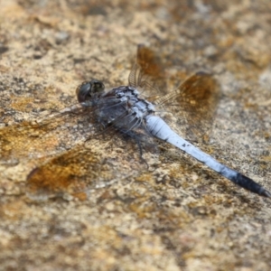 Orthetrum caledonicum at Gordon Pond - 20 Feb 2024