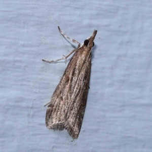 Eudonia cleodoralis at Turner, ACT - 12 Feb 2024