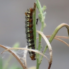 Phalaenoides tristifica (Willow-herb Day-moth) at Gordon Pond - 20 Feb 2024 by RodDeb