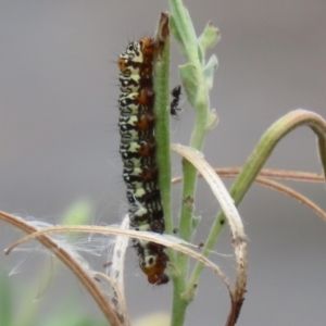 Phalaenoides tristifica at Gordon Pond - 20 Feb 2024