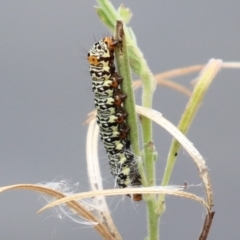 Phalaenoides tristifica at Gordon Pond - 20 Feb 2024