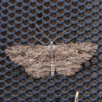 Ectropis excursaria (Common Bark Moth) at Turner, ACT - 12 Feb 2024 by ConBoekel