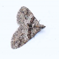 Phrissogonus laticostata (Apple looper moth) at Turner, ACT - 12 Feb 2024 by ConBoekel