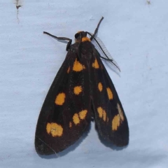 Asura cervicalis (Spotted Lichen Moth) at Turner, ACT - 12 Feb 2024 by ConBoekel