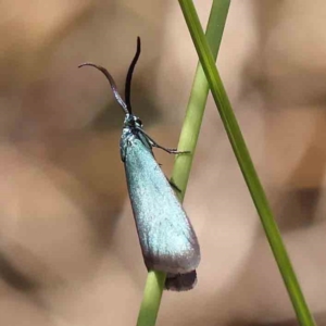 Pollanisus apicalis at Black Mountain NR (BMS) - 10 Feb 2024 11:19 AM