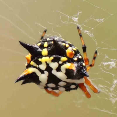 Austracantha minax (Christmas Spider, Jewel Spider) at ANBG South Annex - 10 Feb 2024 by ConBoekel