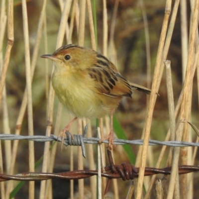 Cisticola exilis (Golden-headed Cisticola) at Wingecarribee Local Government Area - 19 Feb 2024 by GlossyGal