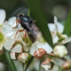 Sericophorus sp. (genus) (Sand wasp) at Acton, ACT - 14 Feb 2024 by Miranda