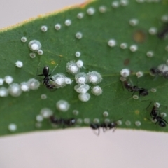 Iridomyrmex sp. (genus) (Ant) at ANBG - 13 Feb 2024 by Miranda