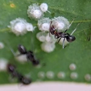 Iridomyrmex sp. (genus) at ANBG - 14 Feb 2024