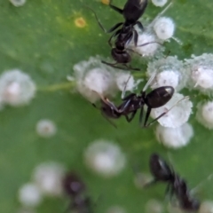 Iridomyrmex sp. (genus) at ANBG - 14 Feb 2024