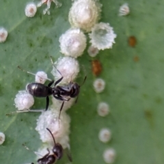 Iridomyrmex sp. (genus) at ANBG - 14 Feb 2024