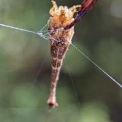 Arachnura higginsi (Scorpion-tailed Spider) at ANBG - 13 Feb 2024 by Miranda